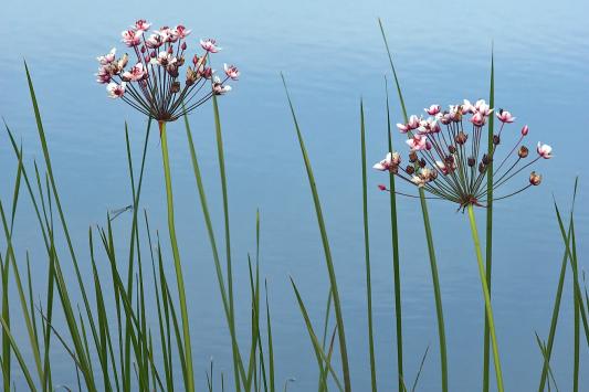 Schwanenblume