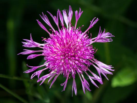 Wiesen-Flockenblume
