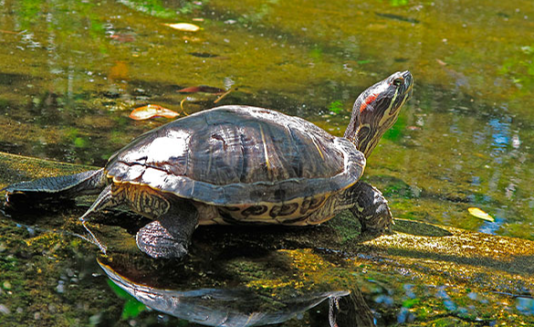 Schildkröte