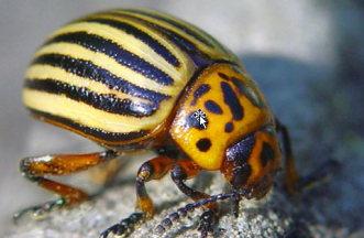 Neobiota